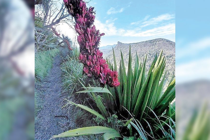 Add a little colour to your life and go for a walk