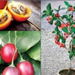 Plant a fruit tree in your garden