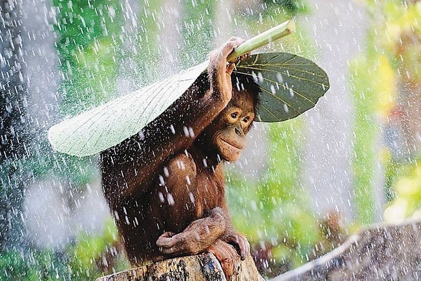 Plenty to like about growing bananas