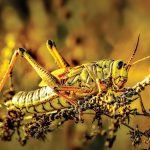 SOME FOR ME?: The Lazy Gardener suggests to way to beat grasshoppers is just to plant more.
