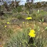 Native plants great food sources