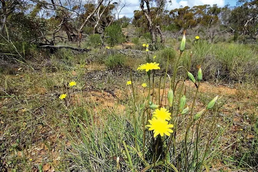 Native plants great food sources