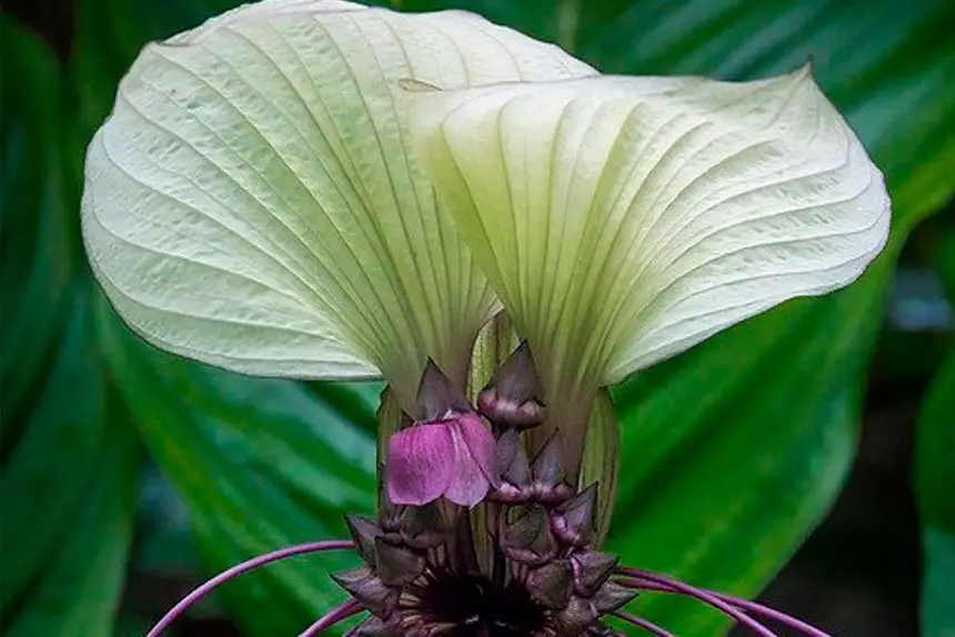 The beauty in growing orchids