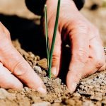 Looking after our soils of life