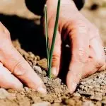 Looking after our soils of life