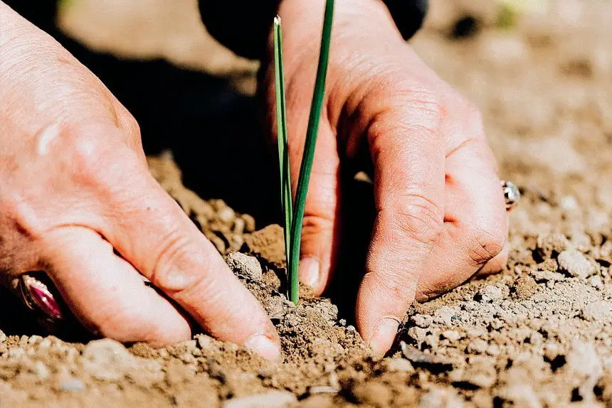Looking after our soils of life