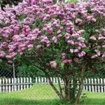 Beauty in flowering street trees