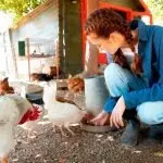 Don’t forget to feed the chooks