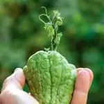 Choco is the easiest one to grow