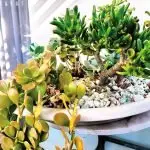 what to pot: Pots look great, but you can soon lose the plants if they dry out, succulents are good because they need little water.