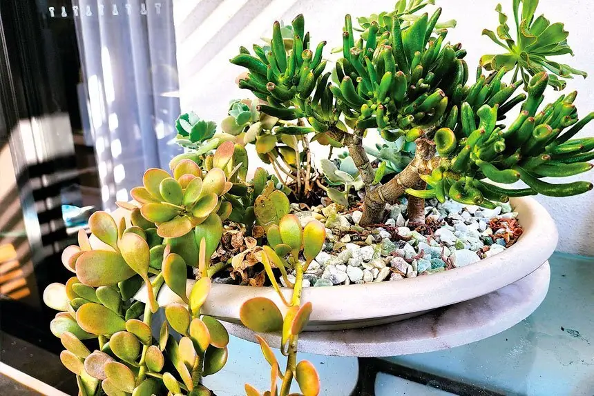 what to pot: Pots look great, but you can soon lose the plants if they dry out, succulents are good because they need little water.