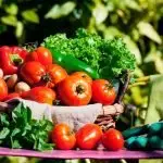 Tricks behind growing vegetables