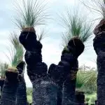 The beauty of the Grass Tree