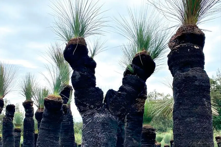 The beauty of the Grass Tree