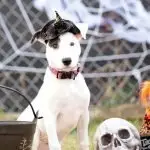Make a spooky adoption and save a pet