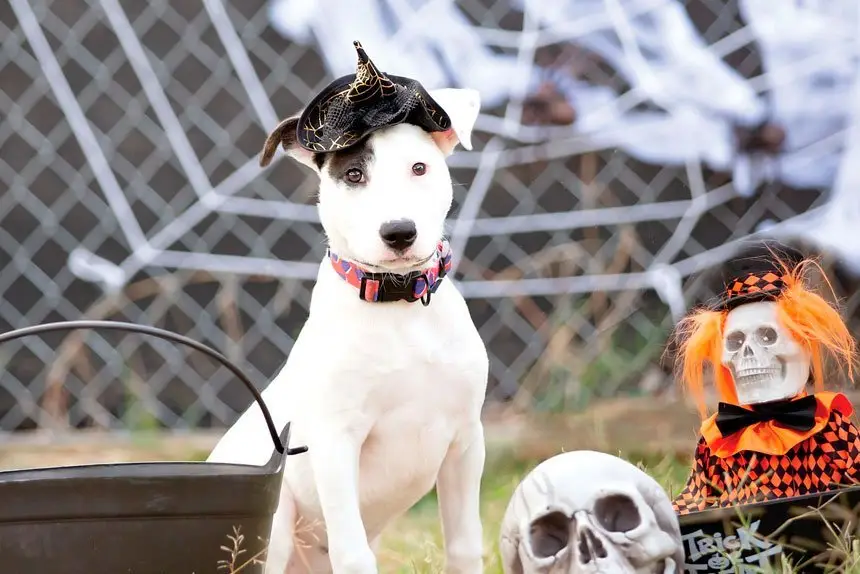 Make a spooky adoption and save a pet