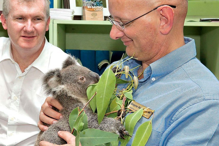 HELPING HAND: Shayne Neumann has welcomed funding to protect local Koala habitats.