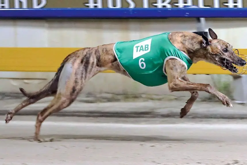 Show Society wants $12m to sign a 12 month racing lease