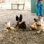 Be prepared to battle pests