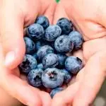 Growing Blueberries: Tips for Success