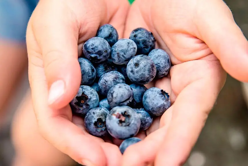 Growing Blueberries: Tips for Success