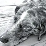 HEALTHY FUTURE: Animal wellbeing begins at home. PHOTO: Alan Levine/Flickr