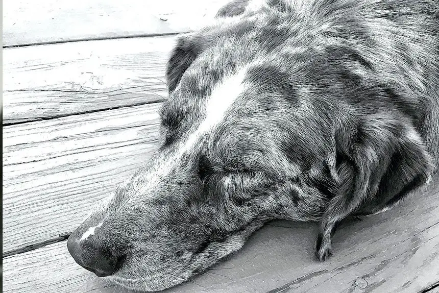 HEALTHY FUTURE: Animal wellbeing begins at home. PHOTO: Alan Levine/Flickr