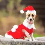 Kiki is just one of the animals hoping to find their forever home this Christmas.