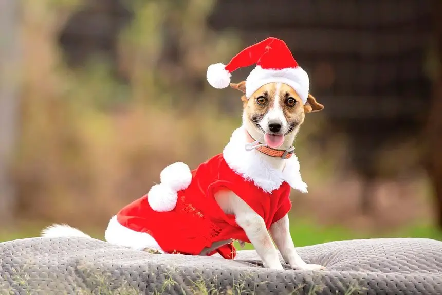 Kiki is just one of the animals hoping to find their forever home this Christmas.