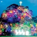 The Wallaces have lit their tree so Christmas can now start.