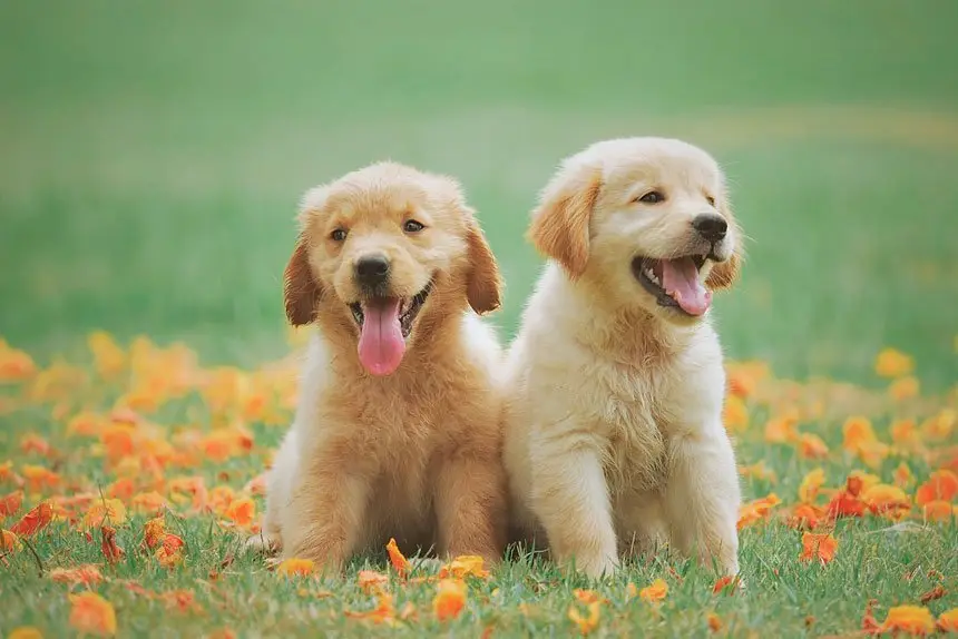 Vaccinations are the crucial in keeping canines well and happy.