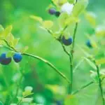 Super food growing to super sizes