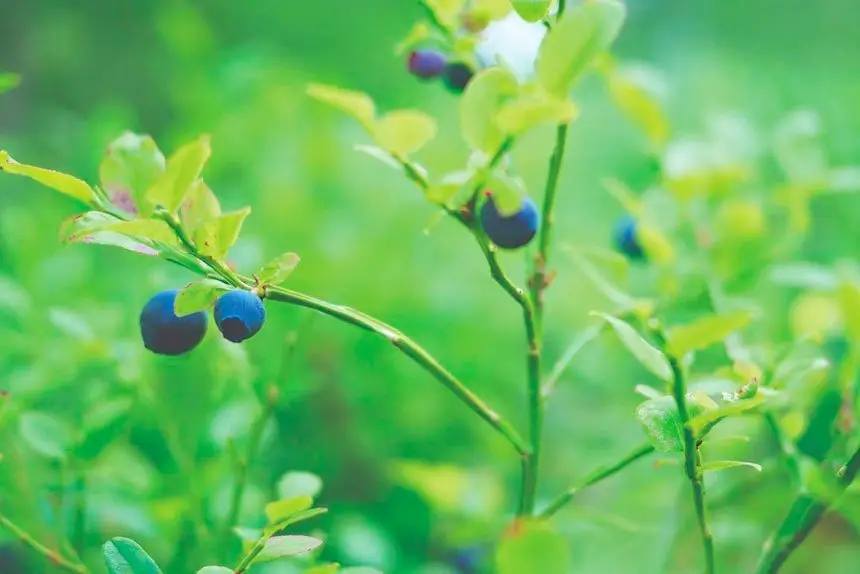 Super food growing to super sizes