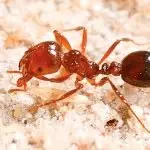 Wet weather gets fire ants marching