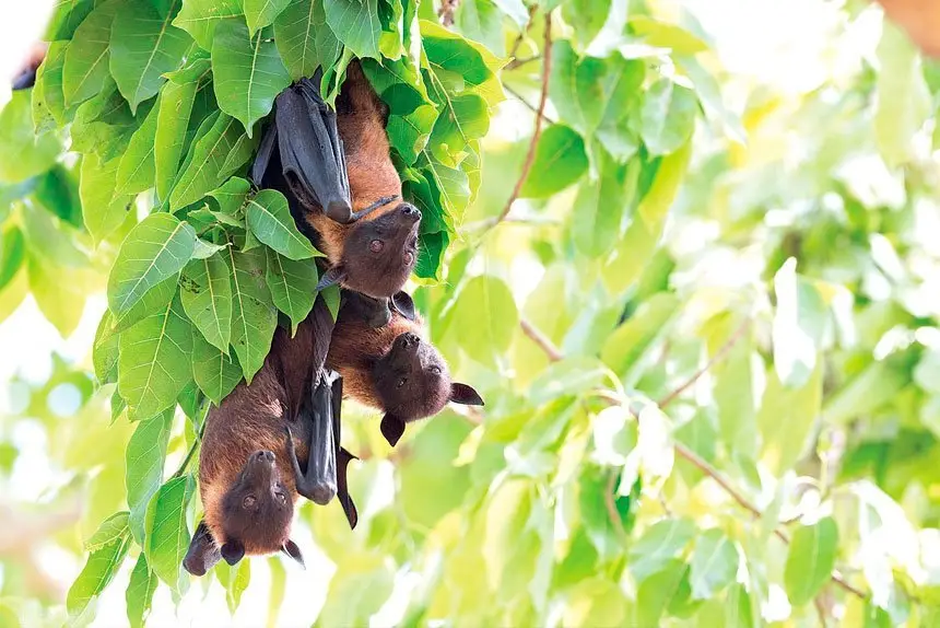 Take careful precautions near flying foxes.