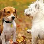 Keep your puppy safe from heartworm with simple prevention strategies for a long and healthy life