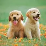 There are a number of responsibilities pet owners need to meet