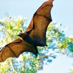 Bat exposure health alert