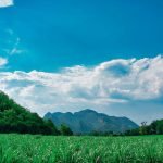 A multitude of companies seek new bio-fuel sources