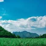 A multitude of companies seek new bio-fuel sources