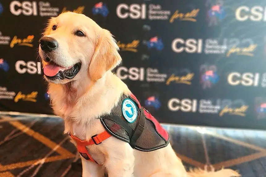 Digger - the very smart pup.