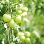 Overcome a shortage of land and grow fruit and vegetables on a trellis