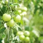 Overcome a shortage of land and grow fruit and vegetables on a trellis