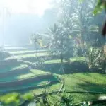 The beauty of global gardens