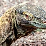 The year to know your dragon.