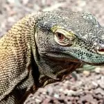 The year to know your dragon.