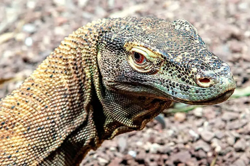 The year to know your dragon.