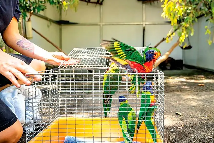 There is an increase in Lorikeet Paralysis Syndrome (LPS).