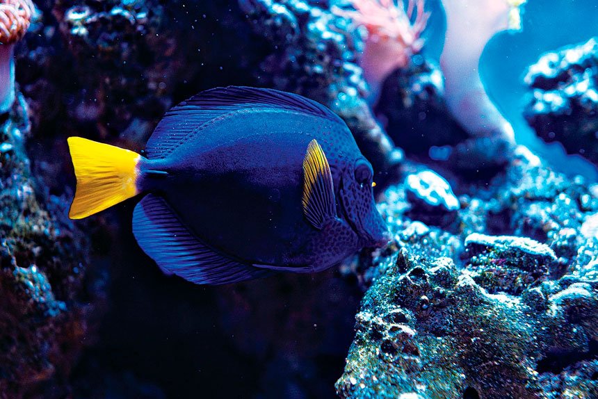 The greatest show on earth... in trouble, again!