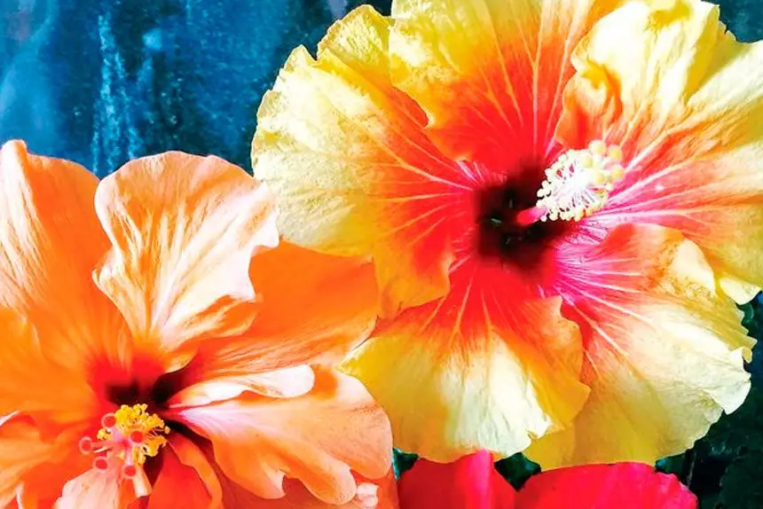 Vitamins from our rich sea and earth gardens